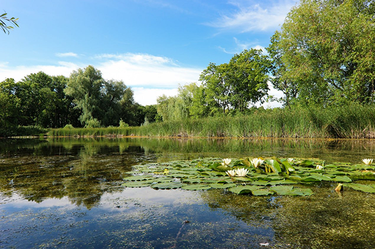 Ботанический сад